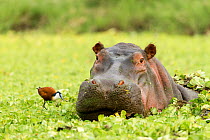 Hippopotamus (Hippopotamus amphibius) amongst water lettuces with a African jacana (Actophilornis africanus) Masai Mara Game Reserve, Kenya
