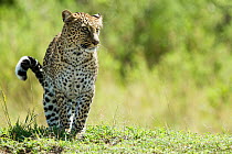 Leopard (Panthera pardus) Masai Mara Game Reserve, Kenya