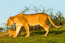 RF- Lion (Panthera leo) mother walking with cub, Masai Mara Game Reserve, Kenya (This image may be licensed either as rights managed or royalty free.)