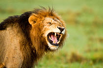 Lion (Panthera leo) male showing flehmen response, Masai Mara Game Reserve, Kenya