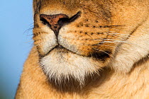 Lion (Panthera leo) female close up of nose an chin, Masai Mara Game Reserve, Kenya
