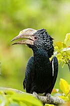 Silvery-cheeked Hornbill (Bycanistes brevis) close-up at zoo, occurs in East Africa.