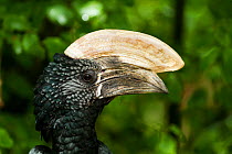 Silvery-cheeked Hornbill (Bycanistes brevis) close-up, zoo, Doué La Fontaine, France