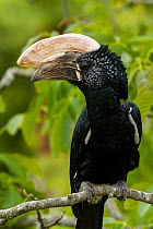 Silvery-cheeked Hornbill (Bycanistes brevis) close-up at zoo, occurs in East Africa.