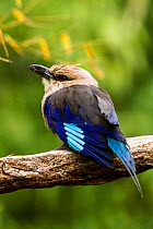 Blue-bellied Roller (Coracias cyanogaster) captive at zoo, occurs in Africa.