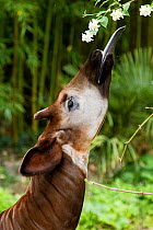 Okapi (Okapia johnstoni) feeding, with tongue exteneded. Captive at zoo. Occurs in Ituri Rainforest, Democratic Republic of the Congo.