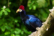 Ross's Turaco (Musophaga rossae) captive at zoo, occurs in Africa.