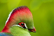 Red-crested Turaco (Tauraco erythrolophus) captive at zoo. Endemic to western Angola.