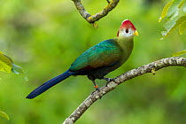 Red-crested Turaco (Tauraco erythrolophus) captive at zoo. Endemic to western Angola.