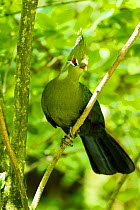 Livingstone's Turaco (Tauraco livingstonii) captive at zoo. Occurs in  southeastern Africa.