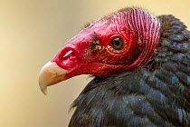 Turkey Vulture (Cathartes aura) portrait at zoo. Captive, occurs in North America.