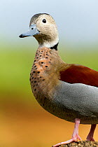 Ringed Teal (Callonetta leucophrys) portrait, captive at zoo. Occurs in South America.