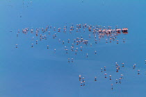 Lesser flamingo (Phoeniconaias minor) flock, aerial view, Magadi lake, Kenya