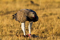 Martial eagle (Polemaetus bellicosus) Masai Mara Game Reserve, Kenya