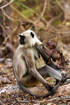 Northern plains gray langur ( Semnopithecus entellus) mother and baby, Pench National Park, India