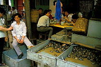 Terrapins for sale as food in Chinese market, Canton / Guangzhou province, China.
