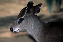 Ichang Tufted deer (Elaphodus cephalophus ) captive, native to China and Myanmar.