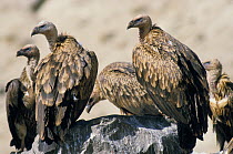 Himalayan griffon vultures (Gyps himalayensis) group, Tibet, China.