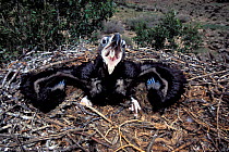 Black vulture (Coragyps atratus) chick on nest, begging, Mongolia.