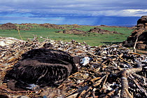 Black vulture (Coragyps atratus) chick on nest, Mongolia.