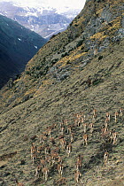 Bharal sheep flock (Pseudois nayaur) on mountainside, Bhutan.