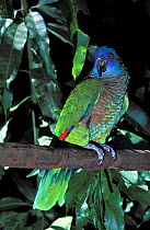 St Lucia amazon (Amazona versicolor) captive, vulnerable species, endemic to St. Lucia.
