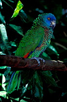 St Lucia amazon (Amazona versicolor) captive, vulnerable species, endemic to St. Lucia.