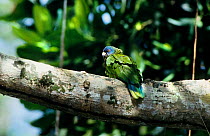 St Lucia amazon (Amazona versicolor) on branch, St. Lucia. Vulnerable species, endemic.