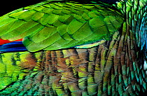 St Lucia amazon (Amazona versicolor) close up of wing, captive, vulnerable species, endemic to St. Lucia.