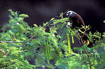 St Vincent amazon (Amazona guildingii) feeding on fruit, St. Vincent. Vulnerable species, endemic.