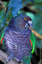 Imperial amazon (Amazona imperialis) captive, endemic to Dominica. Endangered species.