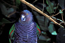 Imperial amazon (Amazona imperialis) captive, endemic to Dominica. Endangered species.