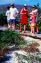 Tourists watching Turks Island Iguana (Cyclura carinata) at  Little Water Cay Reserve, Turks and Caicos Islands.