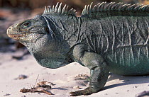 Turks and Caicos rock iguana (Cyclura carinata) endemic to the Turks and Caicos islands, Critically endangered species.