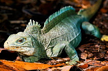 Turks and Caicos rock iguana (Cyclura carinata) endemic to the Turks and Caicos islands, Critically endangered species.