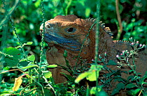 Jamaican iguana (Cyclura collei) portrait, captive, endemic to Jamaica. Critically endangered species.