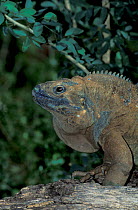 Jamaican iguana (Cyclura collei) portrait, captive, endemic to Jamaica. Critically endangered species.