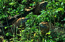 Jamaican iguanas (Cyclura collei) captive at Kingston Zoo breeding program. Endemic to Jamaica. Critically endangered species.