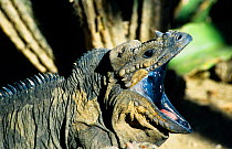 Rhinoceros Iguana (Cyclura cornuta) calling, Dominican Republic. Endemic to the island of Hispaniola. Vulnerable species.