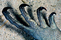 Rhinoceros Iguana (Cyclura cornuta) close up of feet, Dominican Republic. Endemic to the island of Hispaniola. Vulnerable species.