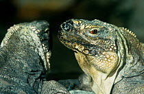 Andros iguana (Cyclura cychlura cychlura) two standing face to face, Bahamas. Endangered species.