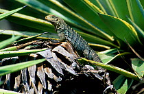 Cuban Ground Iguana (Cyclura nubila) introduced species, Puerto Rico. Vulnerable species.