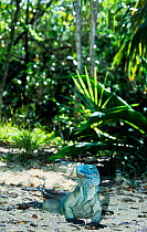 Grand Cayman Blue Iguana (Cyclura lewisi) reintroduced adult, Cayaman Islands, Critically endangered species, endemic.