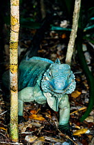 Grand Cayman Blue Iguana (Cyclura lewisi) reintroduced adult, Cayaman Islands, Critically endangered species, endemic.