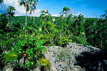 Habitat of Jamaican Iguana (Cyclura collei) preserved by Hellshire Hills, Jamaica.