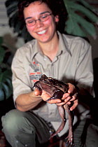 Dawn Fleming, herpetologist with Montserrat mountain chicken frog (Leptodactylus fallax) Durrell Wildlife Park, Jersey. Critically endangered species endemic to Dominica and Montserrat. Part of captiv...