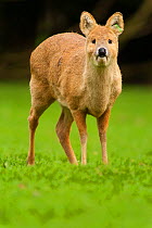 Chinese water deer (Hydropotes inermis) captive, native to China and Korea.