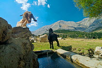 Goats approaching a well to drink on a hot summer day, Taurus mountains, Turkey, September 2008.