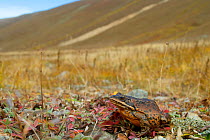 Caucasian Brown frog (Rana macrocnemis / holtzi) in habitat, high Pontus mountains. Turkey. October 2007.