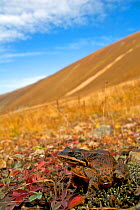 Caucasian Brown frog (Rana macrocnemis / holtzi) in habitat, high Pontus mountains. Turkey. October 2007.